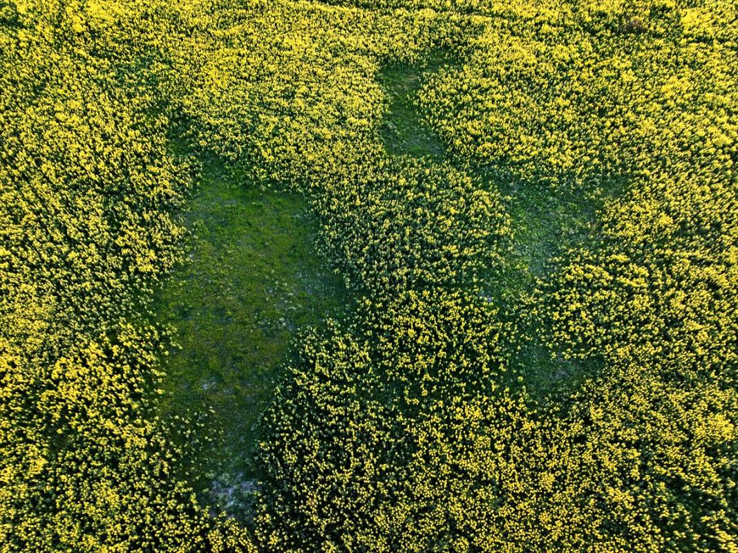 Konya’nın kuruyan gölünü altın sarısı renklendirdi 10